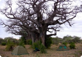 1-Star Camping Campsite at Tarangire NP
